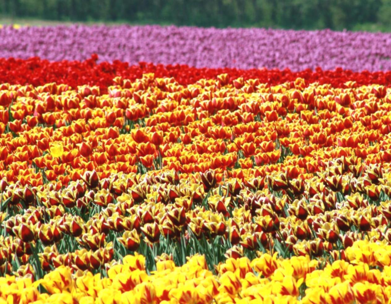 Практичне навчання роботі з квітами в професійному середовищі